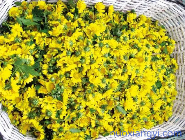黄菊花疏散风热.jpg