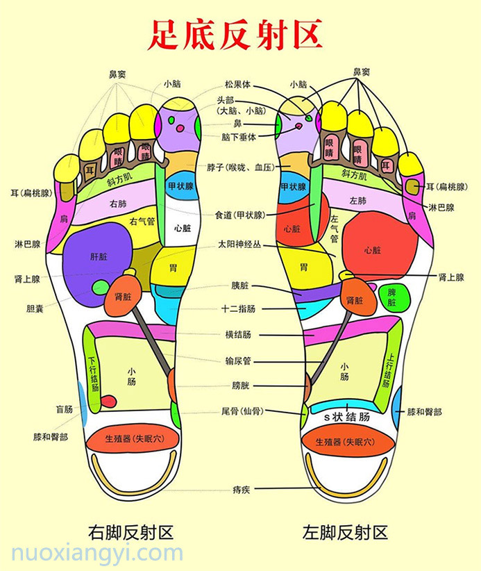 诺香依足底反射区.jpg