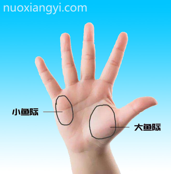 诺香依大鱼际与小鱼际图示.jpg