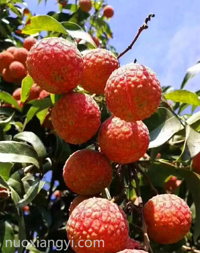 诺香依荔枝.jpg