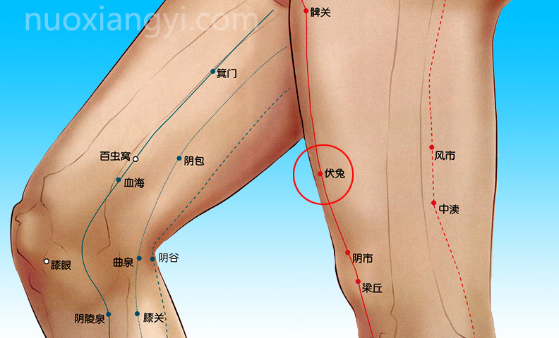 诺香依伏兔穴示意图.jpg