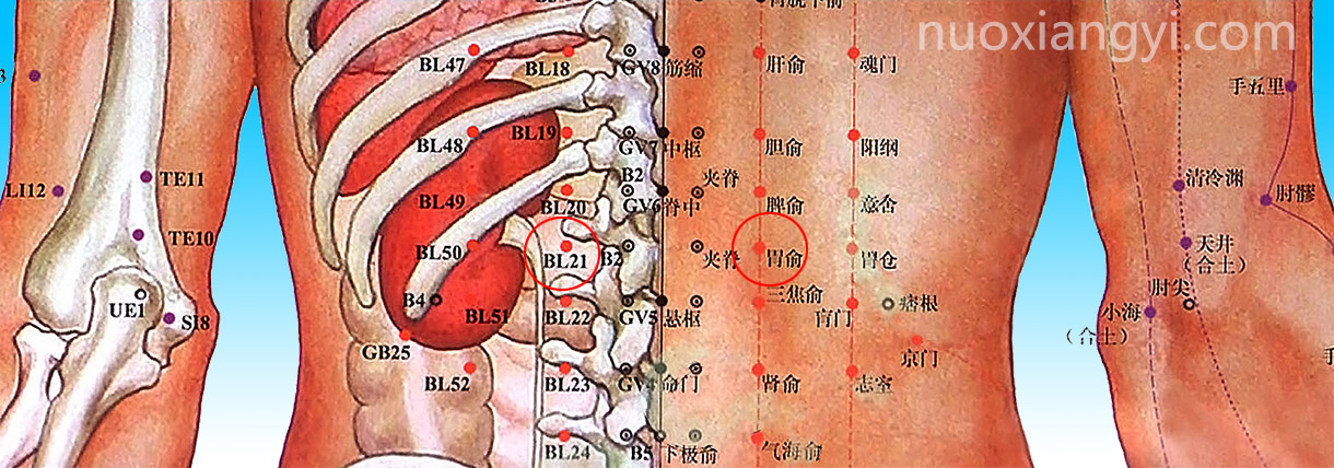 诺香依胃俞穴示意图.jpg