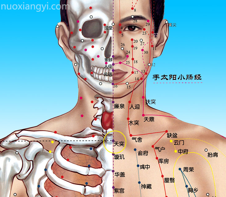 诺香依天突穴示意图.jpg