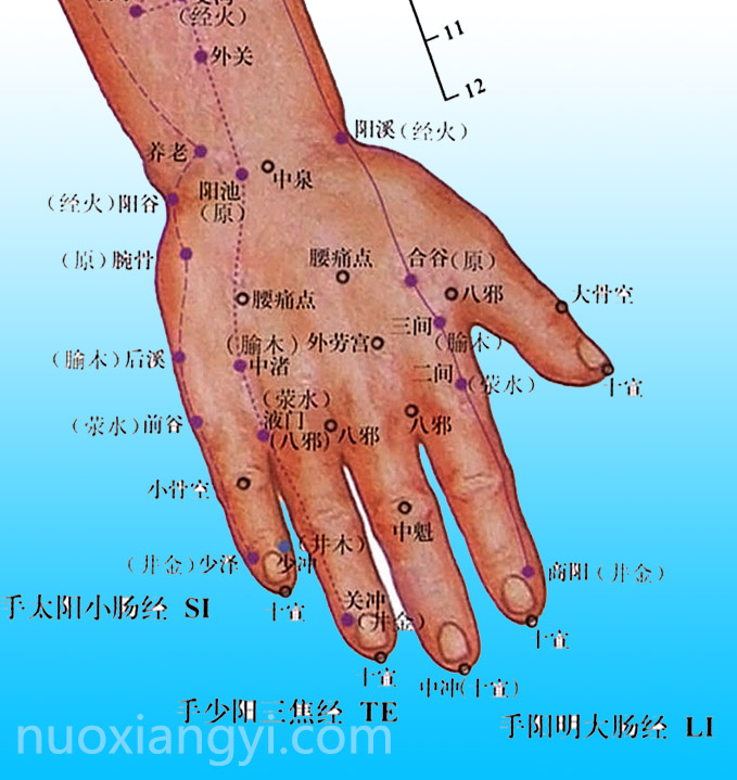 诺香依商阳穴示意图.jpg