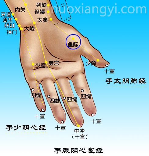 诺香依鱼际穴示意图.jpg