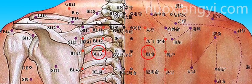 诺香依肺俞穴示意图.jpg